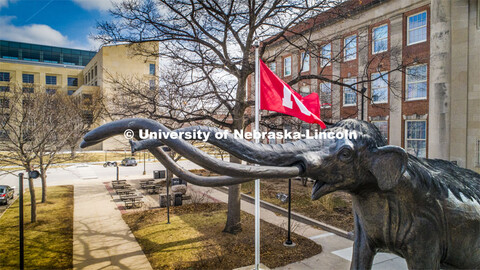 Archie, the mammoth sculpture, stands guard outside of Morrill Hall as the Husker flag waves in the 