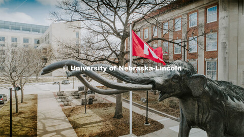 Archie, the mammoth sculpture, stands guard outside of Morrill Hall as the Husker flag waves in the 