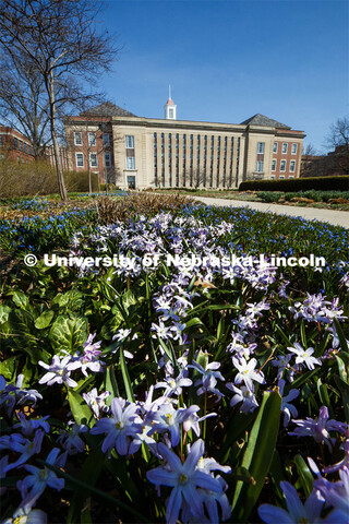 The Love Gardens in front of Love Library bloom with blue sky on city campus. March 30, 2020. 