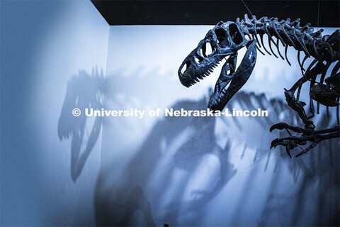 Pictured: Tyrannosaurus Rex skeleton that is on display in the University Museum. April 14, 2020. 