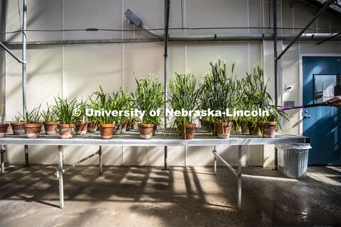 Jeff Witkowski, Greenhouse Manager for Agricultural Research Division, waters wheat plants. Each row