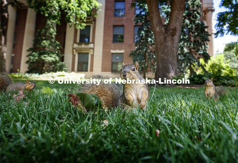 Squirrels on City Campus. June 10, 2020. 