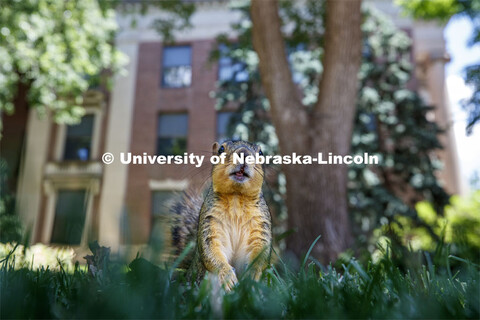 Squirrels on City Campus. June 10, 2020. 