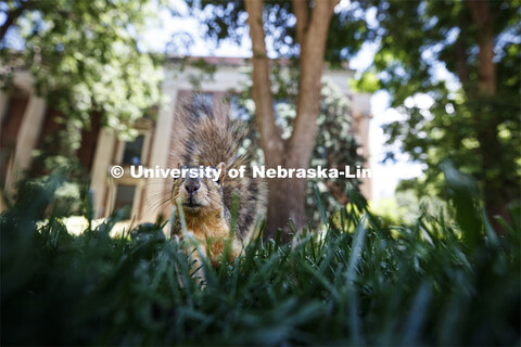 Squirrels on City Campus. June 10, 2020. 