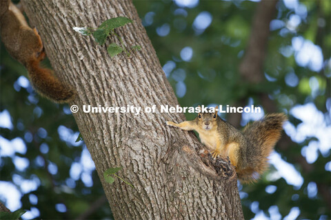 Squirrels on City Campus. June 10, 2020. 