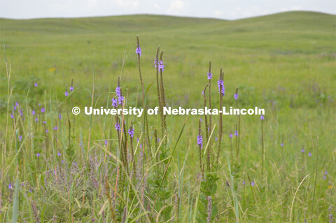 Cattle and livestock on the Diamond Bar Ranch north of Stapleton, NE, in the Nebraska Sandhills. Jun