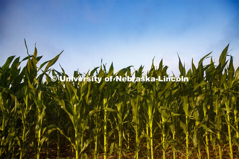 Corn grows in the Agriculture fields at 84th and Havelock. June 30, 2020. 