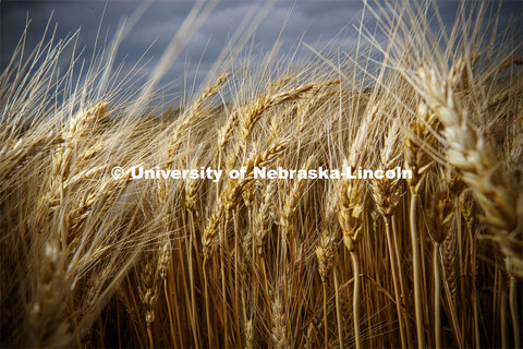 Wheat grows at the Agriculture fields at 84th and Havelock. June 30, 2020. 