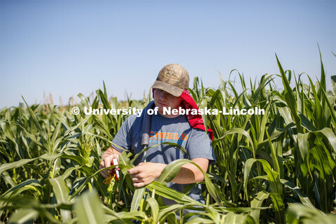 Isaac Stevens uses a punch to collect samples from the leaves of several corn plants in each plot at
