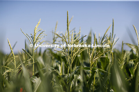 Close up of tassels on the tops of corn plants in the University of Nebraska–Lincoln’s Departmen