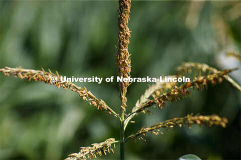 Close up of tassels on the tops of corn plants in the University of Nebraska–Lincoln’s Departmen