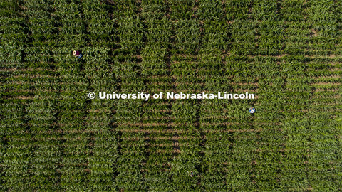 Students use a punch to collect samples from several corn plants in each plot at the University of N