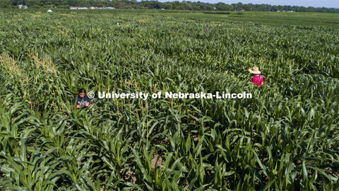 Students use a punch to collect samples from several corn plants in each plot at the University of N