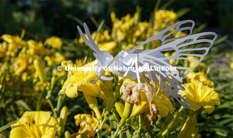 Butterfly art by Mia Luong, a graduate student in entomology, creates intricate 3D insect art in her