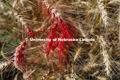 Red paint marks the wheat plots awaiting harvest. Wheat is harvested by plot planting on Stephen Bae