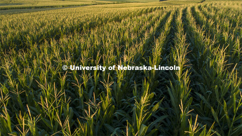 Corn fields tassel north of Adams, Nebraska. July 17, 2020. 