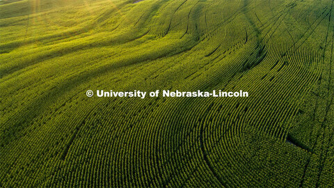 Corn fields tassel north of Adams, Nebraska. July 17, 2020. 