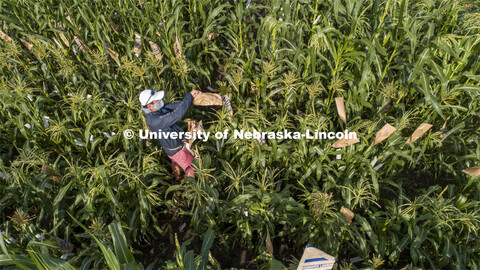 David Holding, Associate Professor of Agronomy and Horticulture, and Caleb Wehrbein, senior in plant