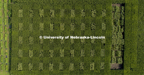 David Holding, Associate Professor of Agronomy and Horticulture, and Caleb Wehrbein, senior in plant