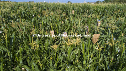 David Holding, Associate Professor of Agronomy and Horticulture, and Caleb Wehrbein, senior in plant