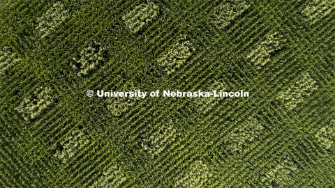 David Holding, Associate Professor of Agronomy and Horticulture, and Caleb Wehrbein, senior in plant