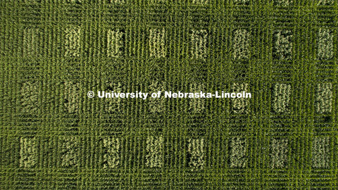 David Holding, Associate Professor of Agronomy and Horticulture, and Caleb Wehrbein, senior in plant