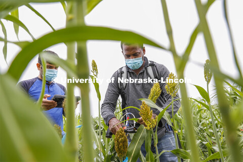 Nuwan Wijewardane, right, and Abbas Atefi measure photosynthesis in the leaves of a sorghum plant. S