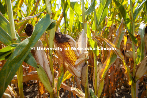 Corn fields are drying down in southeast Lancaster County. August 30, 2020. 