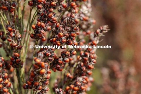 Sorghum plants in the sorghum test plots at 84th and Havelock. September 21, 2020. 