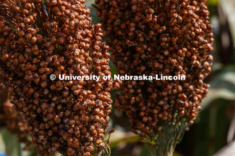 Sorghum plants in the sorghum test plots at 84th and Havelock. September 21, 2020. 