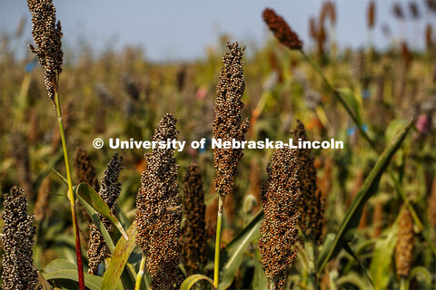 Sorghum plants in the sorghum test plots at 84th and Havelock. September 21, 2020. 