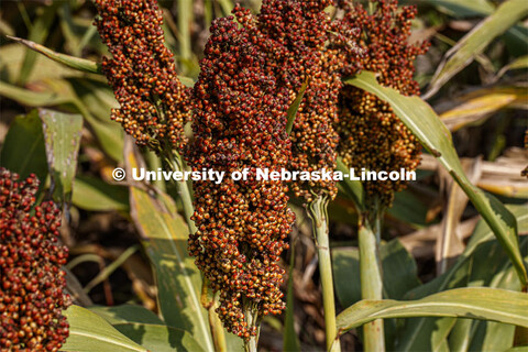 Sorghum plants in the sorghum test plots at 84th and Havelock. September 21, 2020. 