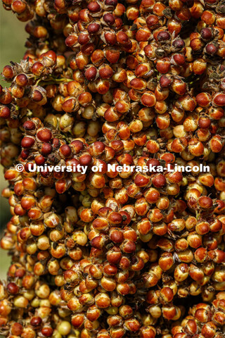 Sorghum plants in the sorghum test plots at 84th and Havelock. September 21, 2020. 