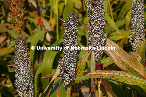 Sorghum plants in the sorghum test plots at 84th and Havelock. September 21, 2020. 