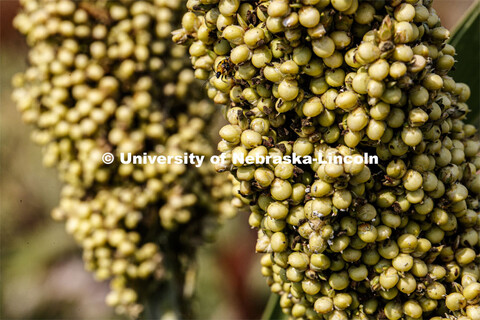 Sorghum plants in the sorghum test plots at 84th and Havelock. September 21, 2020. 