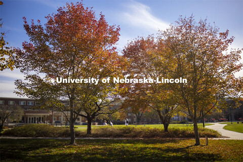 Fall trees in front of the Selleck Quadrangle on City Campus. November 4, 2020.  