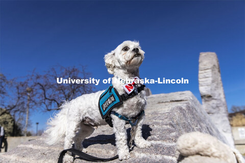 Neo, the therapy dog for the Student Support Services Program shows his pawsitive Husker spirit. Nov