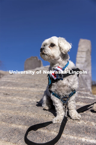 Neo, the therapy dog for the Student Support Services Program shows his pawsitive Husker spirit. Nov