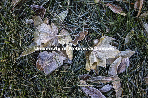 Fall leaves lay covered in frost on the ground. November 13, 2020. 