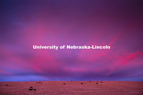 Sunrise lights up the clouds west of Nebraska Highway 43 as cattle ignore the start of the day in fa