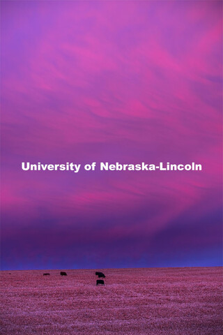 Sunrise lights up the clouds west of Nebraska Highway 43 as cattle ignore the start of the day in fa