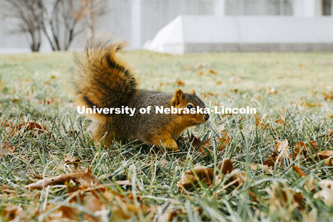 Squirrel outside Hamilton Hall. December 1, 2020. 