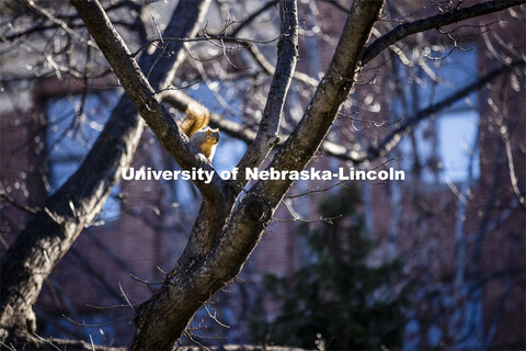 City campus squirrels. December 3, 2020. 