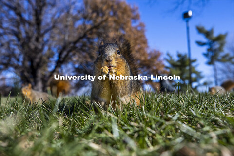 City campus squirrels. December 3, 2020. 