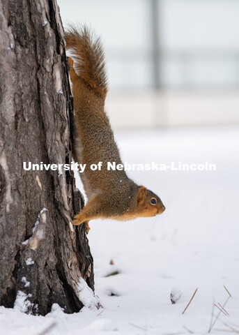 The squirrels of City Campus. Snow on UNL City Campus. December 12, 2020. 