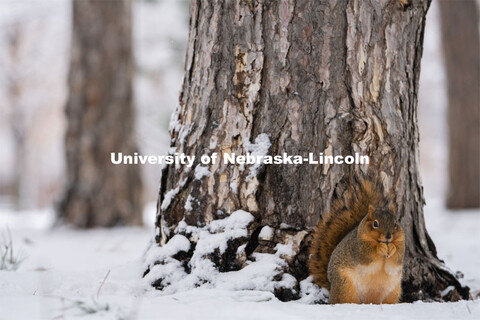 The squirrels of City Campus. Snow on UNL City Campus. December 12, 2020. 