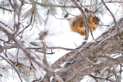 The squirrels of City Campus. Snow on UNL City Campus. December 12, 2020. 