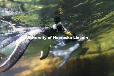 A gentoo penguin takes a plunge at Omaha's Henry Doorly Zoo and Aquarium. Gentoos are the fastest un