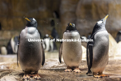 Pictured; gentoo penguins on rocks. Jay Storz and post-doc Anthony Signore are publishing a paper ab