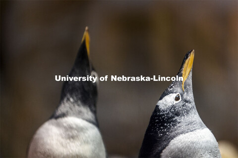 Pictured; gentoo penguins on rocks. Jay Storz and post-doc Anthony Signore are publishing a paper ab